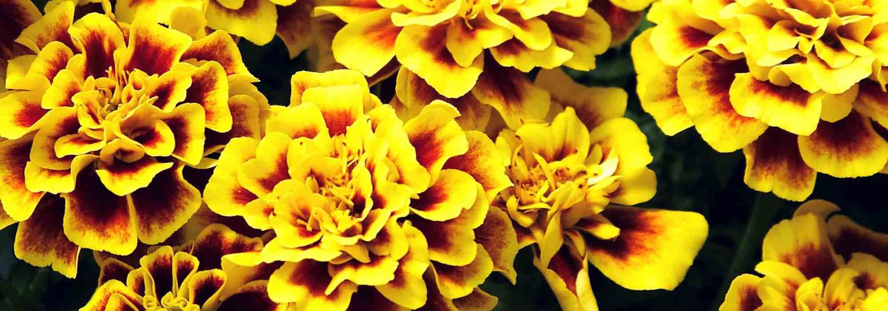 French marigold, <em>Tagetes</em>: sowing, planting, care