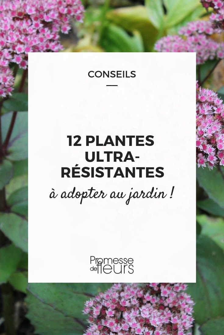12 Ultra-Resilient Young Plants Indestructible Young Plants for Your Garden