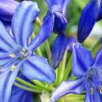 <em>Agapanthus</em>: to plant, to grow and to care for