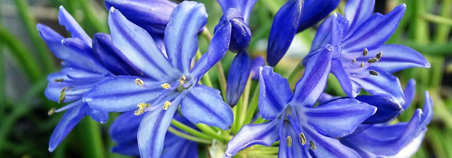 Agapanthus: Planting, Growing and Caring