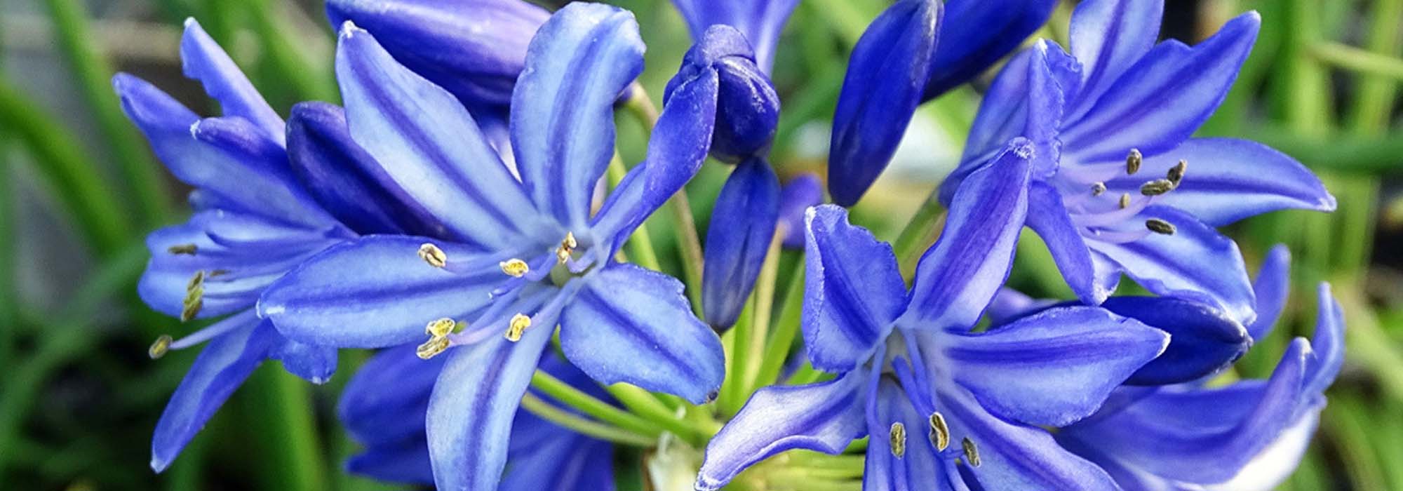 Agapanthus: Planting, Growing and Caring