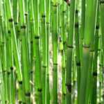 Horsetail, <em>Equisetum</em>: planting, cultivation and care