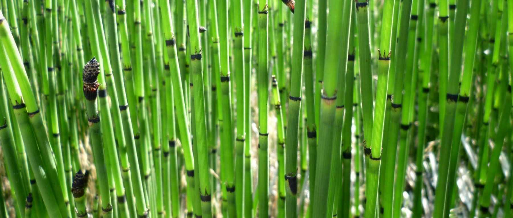 Horsetail, <em>Equisetum</em>: planting, cultivation and care
