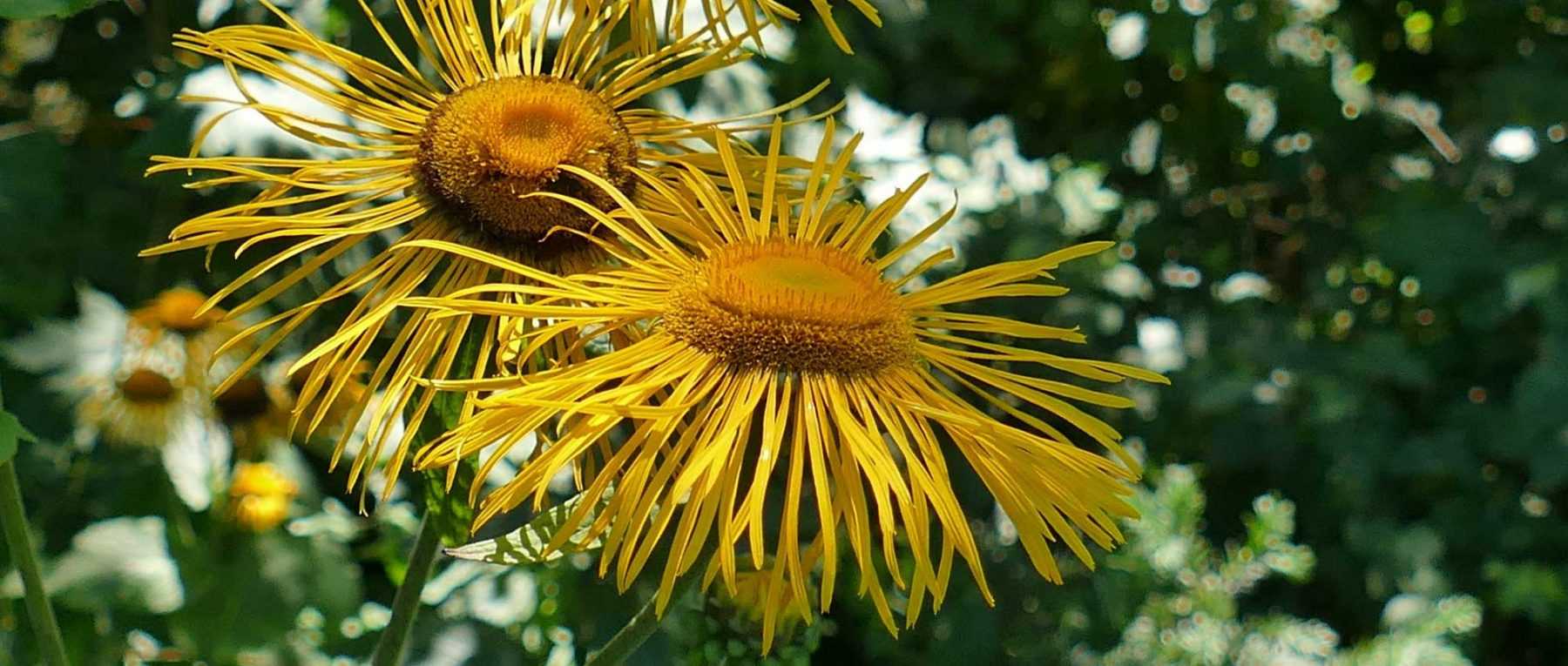 <em>Inula</em>, elecampane: to plant, to grow and to care for