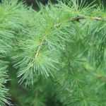 Larch, <em>Larix</em>: planting, pruning and care