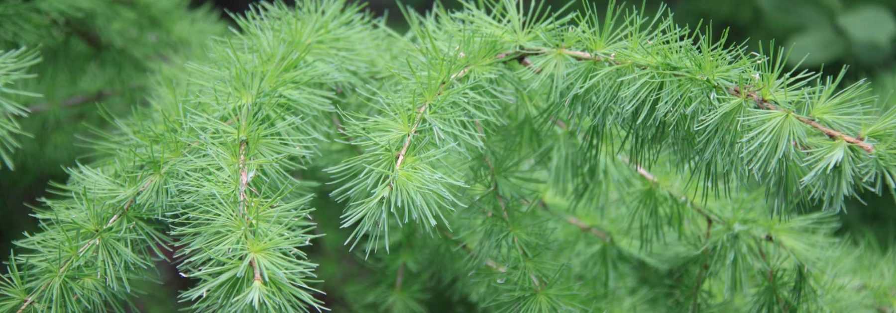 Larch, <em>Larix</em>: planting, pruning and care