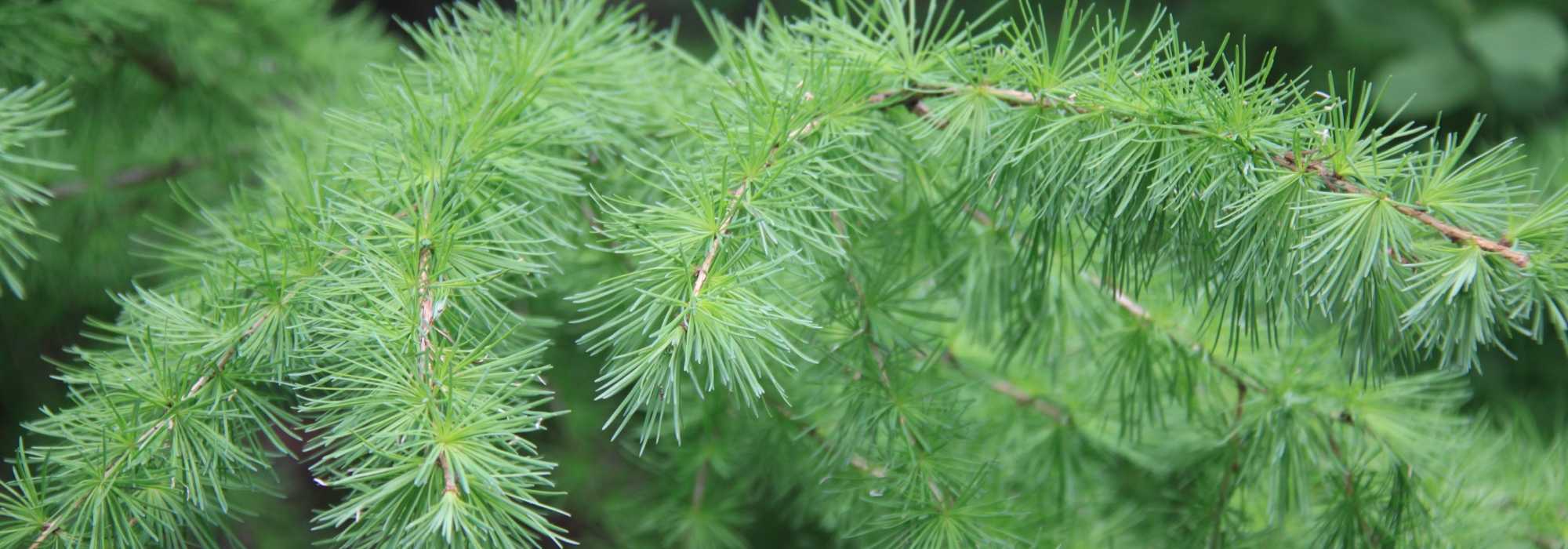 Larch, <em>Larix</em>: planting, pruning and care