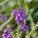Toadflax, <em>Linaria</em>: sowing, planting, cultivation and care