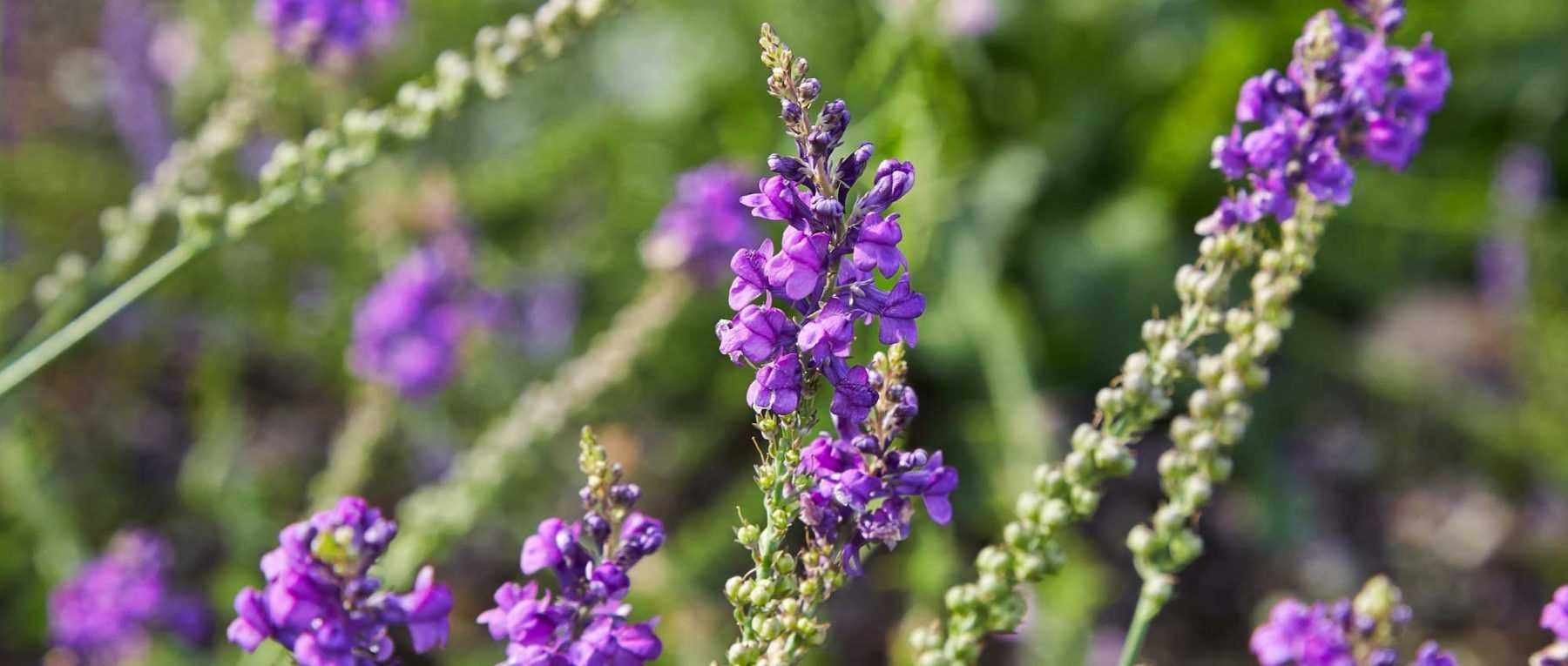 Toadflax, <em>Linaria</em>: sowing, planting, cultivation and care