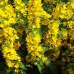 <em>Lysimachia</em>: planting, care and propagation