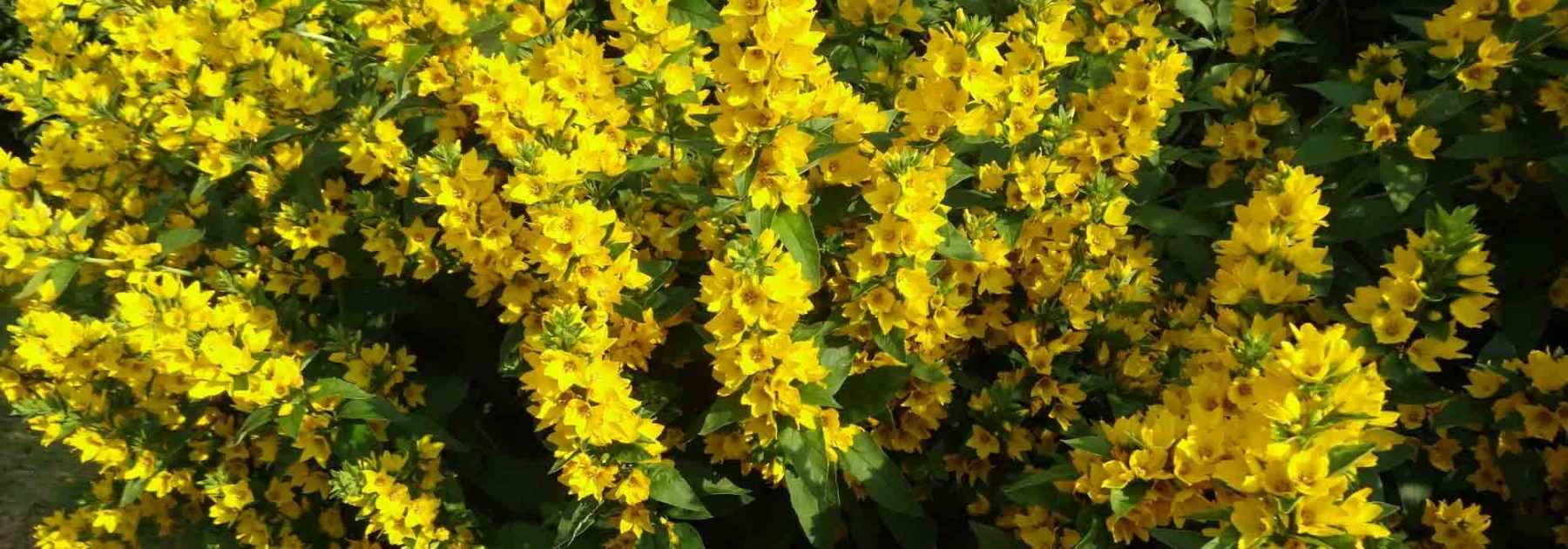 <em>Lysimachia</em>: planting, care and propagation