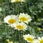 <em>Anthemis</em>: planting and care