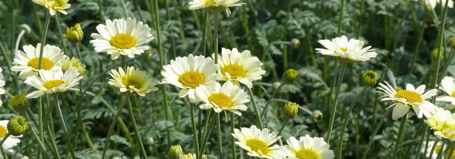 <em>Anthemis</em>: planting and care
