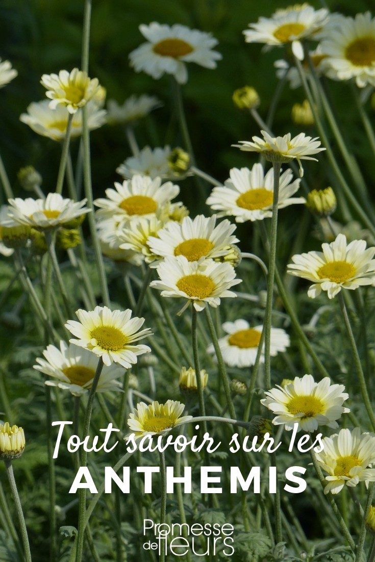 Anthemis: Everything You Need to Know
Anthemis, commonly known as chamomile, is a delightful addition to any garden, offering not only visual appeal with its daisy-like flowers but also a range of uses in herbal medicine. This guide will provide you with all the essential information to grow and care for your Anthemis plants successfully.
**Planting Anthemis**
Anthemis thrives in well-drained soil and a sunny spot. It's best to plant them in spring or autumn. When planting, ensure the soil is loose and airy to facilitate good root growth. Space the plants about 30 cm apart to allow for ample growth.
**Caring for Your Anthemis**
Watering should be moderate; Anthemis does not like overly wet conditions. During the growing season, feed the plants with a balanced fertilizer every few weeks to support their growth. Deadheading the spent flowers will encourage new blooms and extend the flowering period.
**Common Issues**
Watch out for pests such as aphids and diseases like powdery mildew. Regular checks and prompt treatment can prevent these from becoming a significant problem.
**Harvesting and Usage**
The flowers of Anthemis can be harvested to make soothing teas or used in various cosmetic applications. Harvest the flowers when they are fully open, and dry them in a shaded, well-ventilated area.
By following these simple tips, you can enjoy the beauty and benefits of Anthemis in your garden for many seasons to come. Happy gardening! Daisy: Everything You Need to Know
Daisies, with their charming and simple beauty, have captivated hearts around the globe. In this article, we delve into everything you need to know about these delightful flowers, from their botanical characteristics to their care requirements.
### Botanical Profile
The term "daisy" commonly refers to several plants within the family Asteraceae, but most often it is associated with *Bellis perennis*. This perennial plant is native to Europe but has become widespread across various continents.
### Growing Conditions
Daisies thrive in full sunlight but can tolerate partial shade. They prefer well-drained soil and moderate temperatures, making them suitable for a variety of garden settings. Regular watering helps maintain their vibrant appearance, though they are relatively drought-tolerant once established.
### Planting Tips
To plant daisies, choose a spot that receives ample sunlight. The best time for planting is in the spring or autumn. Space the plants about 15-20 cm apart to allow for ample growth and air circulation.
### Care and Maintenance
Daisies are low-maintenance plants. Deadheading, or removing spent flowers, encourages further blooming and keeps the plant looking tidy. Fertilizing in early spring with a balanced fertilizer can promote lush growth and abundant flowering.
### Common Varieties
There are several popular varieties of daisies that gardeners love, including:
- *Leucanthemum x superbum* (Shasta daisy): Known for its large white blooms with yellow centers.
- *Echinacea purpurea* (Purple coneflower): Distinguished by its purple petals and prominent central cone.
- *Rudbeckia hirta* (Black-eyed Susan): Features bright yellow petals with a dark brown center.
### Pests and Diseases
Daisies are generally robust but can be susceptible to common garden pests and diseases like aphids and powdery mildew. Regular inspection and prompt treatment can prevent most issues.
### Landscape Uses
Daisies are versatile in garden design. They can be used as border plants, in container gardens, or as part of a wildflower meadow. Their cheerful appearance makes them excellent choices for cottage gardens and informal garden settings.
### Conclusion
Daisies, with their simplicity and elegance, are a wonderful addition to any garden. By following these tips, you can enjoy their beauty throughout the growing season. Whether you are a novice gardener or a seasoned horticulturist, daisies offer a delightful and rewarding gardening experience.