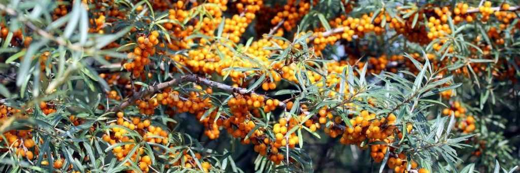 Sea buckthorn: planting, cultivation and care