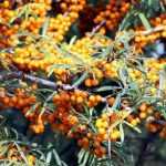Sea buckthorn: planting, cultivation and care