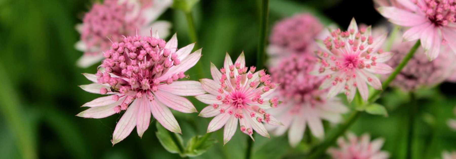 Astrantia : 8 ideas for pairing with other plants