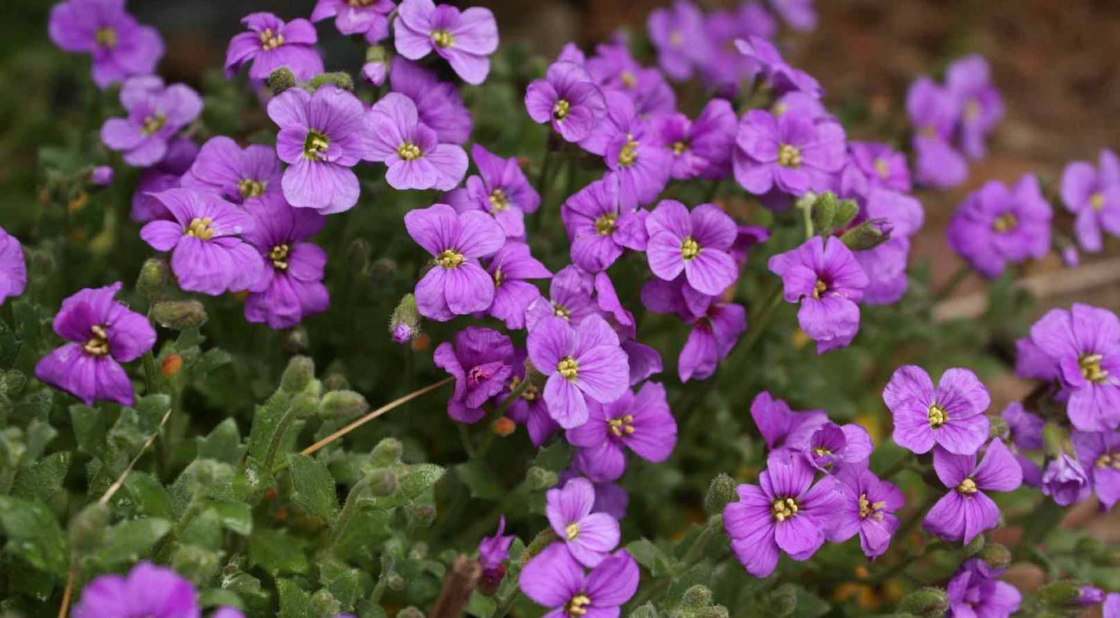 Aubrieta, <em>Aubrieta</em>: to sow, to plant, to grow