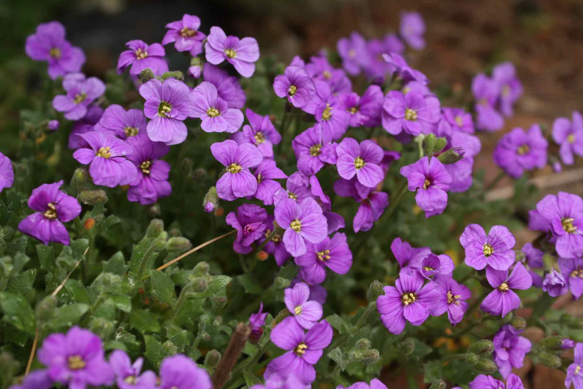Aubrieta, <em>Aubrieta</em>: to sow, to plant, to grow