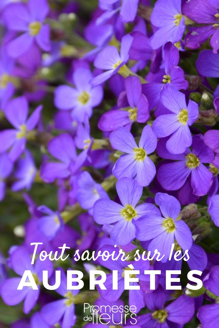 Aubrieta: Everything You Need to Know aubrieta