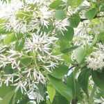 <em>Chionanthus</em>, snow tree: planting, to grow