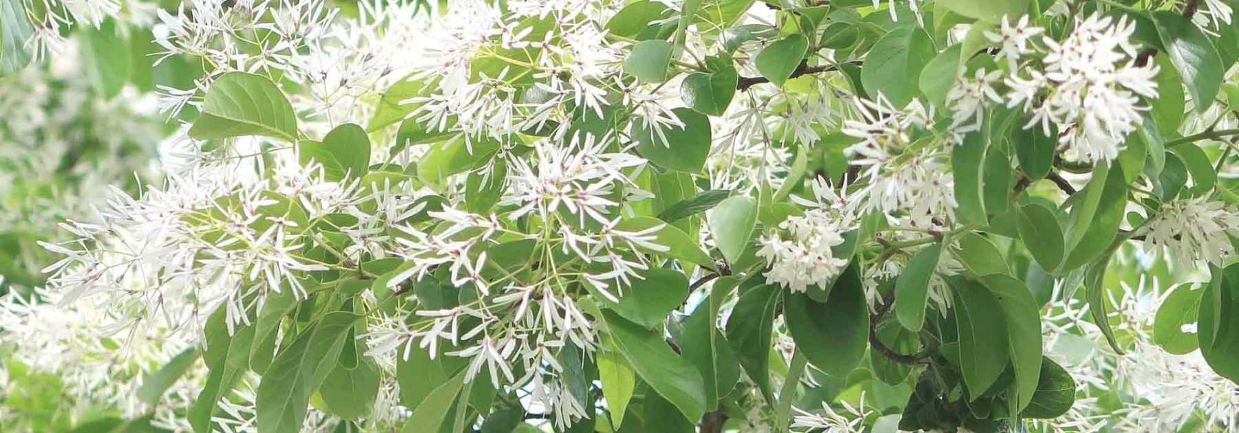 <em>Chionanthus</em>, snow tree: planting, to grow