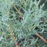 Cypress, <em>Cupressus</em>: planting, pruning and care