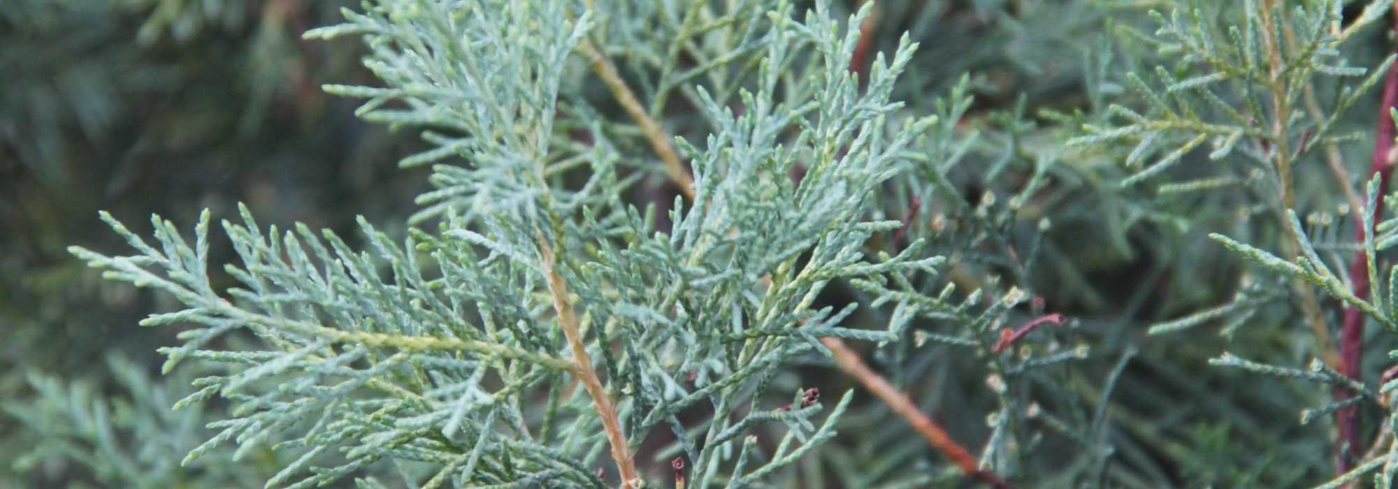 Cypress, <em>Cupressus</em>: planting, pruning and care