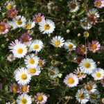 <em>Erigeron</em>, fleabane: to plant, to grow