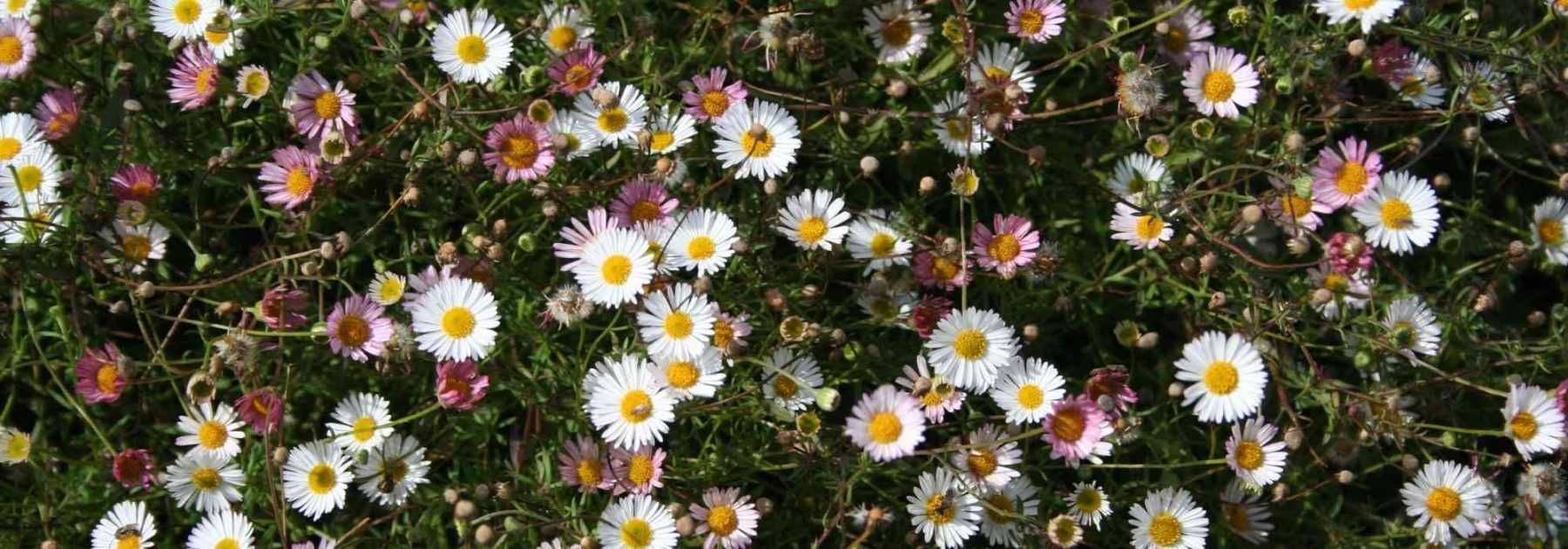 <em>Erigeron</em>, fleabane: to plant, to grow