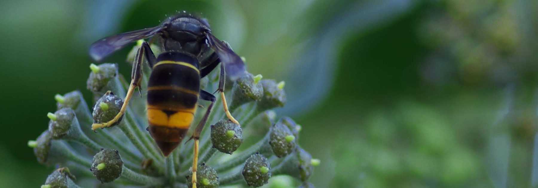 Asian hornet trap: how to make it - illustrated tutorial