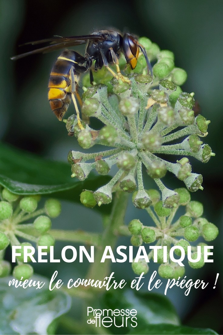 Asian hornet Asian hornet