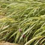 <em>Hakonechloa</em>, Japanese herb: planting, cultivation, care