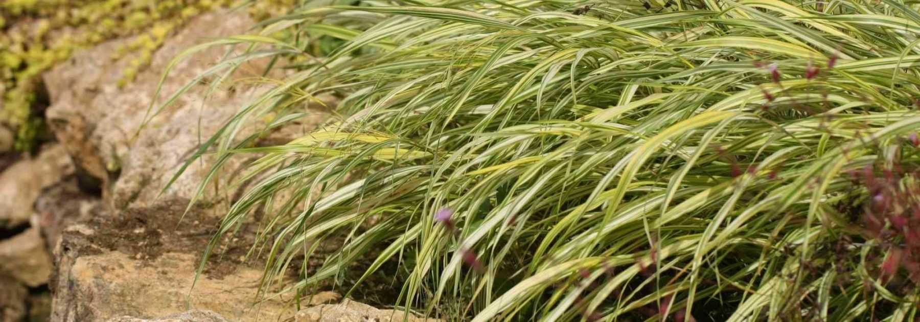 <em>Hakonechloa</em>, Japanese herb: planting, cultivation, care
