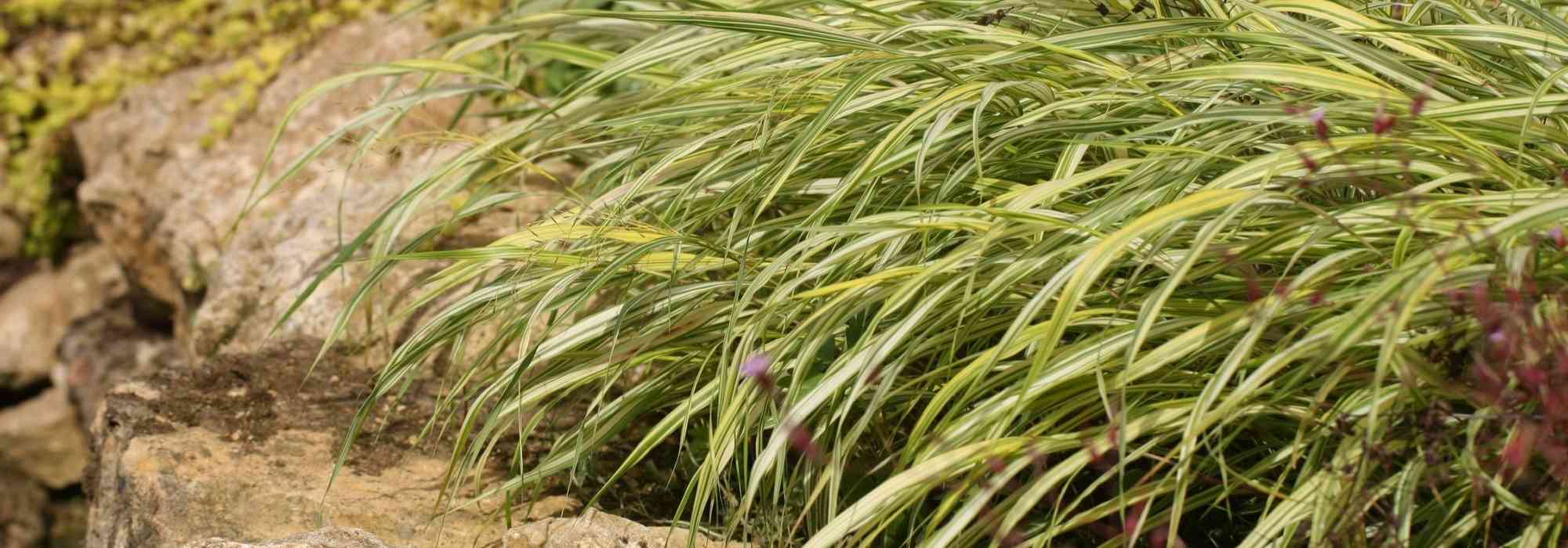 <em>Hakonechloa</em>, Japanese herb: planting, cultivation, care