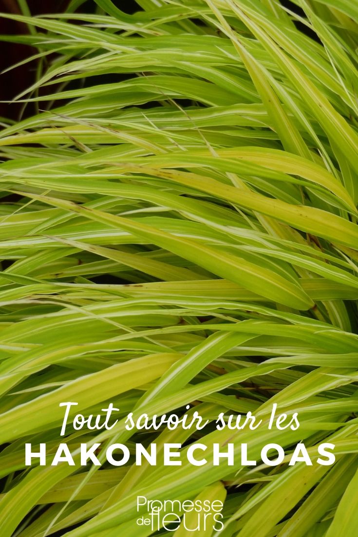 Hakonechloa: Everything You Need to Know
Hakonechloa, commonly known as Japanese forest grass, is a beautifully arching, shade-loving grass that brings a soft, graceful texture to garden spaces. Ideal for adding a touch of elegance to shadowy garden corners, this plant thrives in cooler, moist environments, making it a perfect choice for British and Irish gardens.
### Characteristics and Growing Conditions
Hakonechloa is renowned for its cascading foliage, which ranges in colour from vibrant greens to golden yellows and even striking variegated forms. This perennial grass prefers partial to full shade and well-drained, fertile soil. It is hardy and generally resistant to pests and diseases, making it a low-maintenance option for gardeners.
### Planting and Care
To plant Hakonechloa, choose a spot that receives morning sun but is shaded in the afternoon. The soil should be enriched with organic matter to ensure good drainage and fertility. Space the plants about 30 to 40 cm apart to allow for their spreading habit.
Watering is crucial, especially in the first growing season, to establish a deep and extensive root system. Once established, Hakonechloa is relatively drought-tolerant but will benefit from occasional watering during prolonged dry spells.
### Uses in the Garden
Hakonechloa is extremely versatile and can be used in a variety of garden settings. It is perfect as a ground cover or for edging pathways, adding a sense of movement and softness. Its flowing nature also makes it an excellent choice for container gardening, where it can spill over the edges gracefully.
### Companion Plants
This grass pairs beautifully with other shade-loving plants. Consider planting it alongside hostas, ferns, or astilbes for a varied yet harmonious planting scheme. The different textures and colours will complement the soft, fine foliage of the Hakonechloa, creating a lush, layered look in your garden.
### Conclusion
Hakonechloa is a stunning addition to any garden, offering year-round interest with minimal care requirements. Its adaptability to shade and elegant appearance make it a favourite among gardeners looking to enhance their shaded garden areas with texture and colour. Whether used in mass plantings, as an accent, or in containers, Japanese forest grass is sure to bring a sense of tranquility and beauty to your outdoor space. Japanese Herb: Everything You Need to Know