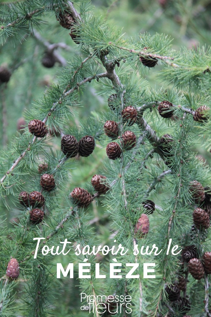 Larch: Everything You Need to Know Larch: Everything You Need to Know
The larch, or Larix, is a deciduous conifer renowned for its majestic stature and its unique ability to shed needles in autumn. In this article, we'll delve into the essential aspects of larch, from its botanical characteristics to its uses in landscaping.
### Botanical Profile
Larix is a genus within the Pinaceae family, which includes other conifers such as pines and firs. Unlike most conifers, larches are deciduous, meaning they lose their needles in the fall. This characteristic gives them a distinctive seasonal beauty, especially notable when their foliage turns a brilliant golden yellow before shedding.
### Varieties and Their Uses
Several species of larch are commonly used in gardens and parks across the UK and Ireland, including the European larch (Larix decidua), the Japanese larch (Larix kaempferi), and the hybrid Dunkeld larch (Larix × marschlinsii). Each species has its own unique qualities, but all are valued for their rapid growth and impressive form.
Larches are particularly popular in large spaces where their full beauty can be appreciated. They are often used in forestry for timber and paper production, thanks to their fast growth rates and high-quality wood.
### Planting and Care
Larches thrive in well-drained, slightly acidic soils. They prefer full sun to develop their best form and needle color. When planting larch, ensure the site is spacious enough to accommodate its mature size, as these trees can grow quite large.
Regular watering during the first few years helps establish a strong root system. Once established, larches are relatively low maintenance but can benefit from occasional pruning to shape the tree and remove any damaged branches.
### Common Challenges
Larches are generally robust but can be susceptible to certain pests and diseases. Larch canker and needle blight are common issues, often exacerbated by wet conditions. Regular monitoring and prompt removal of affected areas can help manage these problems.
### Conclusion
The larch is a splendid choice for anyone looking to add a deciduous conifer to their landscape. Its seasonal changes provide year-round interest, and its stately form makes it a standout feature in any garden. With proper care and placement, a larch can be a durable and delightful addition to your outdoor space.