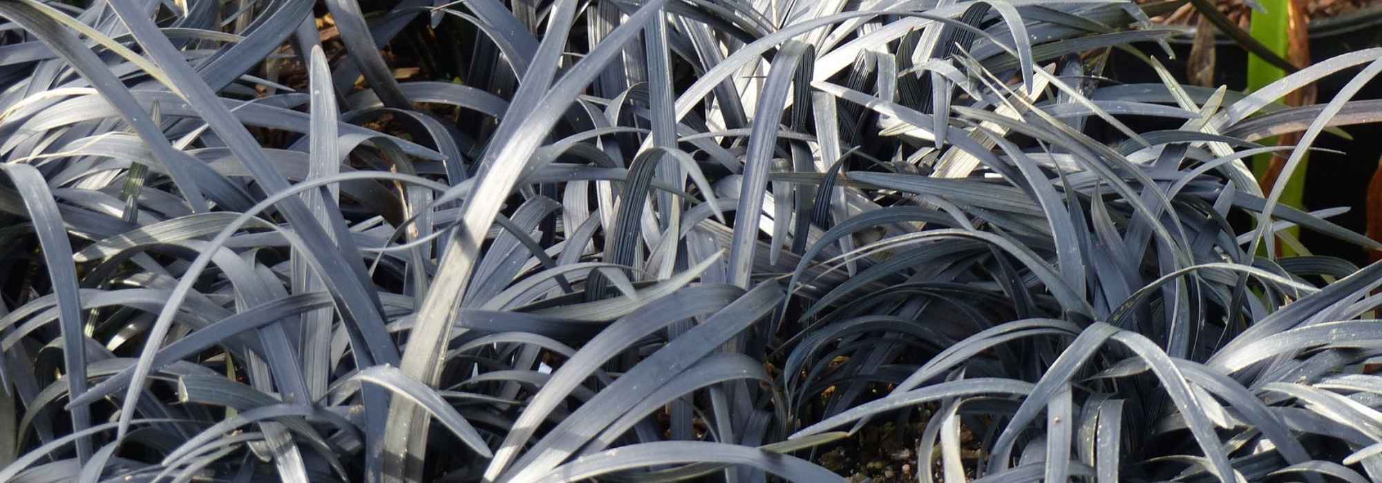 <em>Ophiopogon</em>, snake beard: planting and care