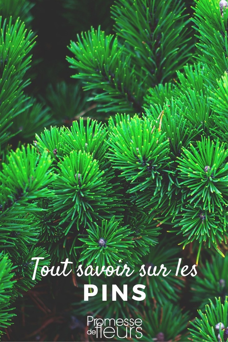 plant, plant, prune, maintain Pinus: Everything You Need to Know
The genus Pinus, commonly known as pines, encompasses a variety of species that are integral to both ecological systems and human uses. In this article, we delve into the fascinating world of pines, covering their characteristics, uses, and how to care for them effectively.
### Characteristics of Pinus
Pines are evergreen trees or shrubs which are widely recognized for their long, needle-like leaves. They belong to the family Pinaceae and are native to various regions across the Northern Hemisphere. Pines are particularly noted for their robust nature and longevity, with some species living for over a thousand years.
The bark of a pine tree can vary significantly between species, ranging from smooth when young to deeply fissured in maturity. Pine trees produce cones that are the key to their reproductive process. These cones, depending on the species, can vary in size from small to quite large.
### Uses of Pines
Pines are versatile in their uses. They are extensively used in the timber industry for making furniture, flooring, and construction materials due to their durable wood. Pine needles are also used in garden mulch for their acidifying effect on the soil, which benefits plants that thrive in acidic conditions.
Beyond their practical applications, pines are also popular in ornamental landscaping. They provide structure to gardens and parks and are often used as Christmas trees during the festive season.
### Caring for Pinus
To ensure your pine thrives, consider the following tips:
- **Soil:** Pines generally prefer well-drained, slightly acidic soil. They are adaptable but avoiding waterlogged conditions is crucial.
- **Sunlight:** These trees love sunlight, so place them in a location where they can receive ample direct sunlight.
- **Watering:** Young pines need adequate watering to establish their root systems but are relatively drought-tolerant once established.
- **Pruning:** Pruning is not generally necessary for pines, but removing damaged or diseased branches can help maintain their health and appearance.
### Conclusion
Pines are not only majestic in their stature but also incredibly beneficial in both ecological and practical terms. Whether you are looking to cultivate them for their aesthetic appeal or practical benefits, understanding the needs and characteristics of this genus can greatly enhance your gardening or forestry endeavors. Remember, each species of pine has its specific requirements and benefits, so a little research can go a long way in achieving success with these magnificent trees.