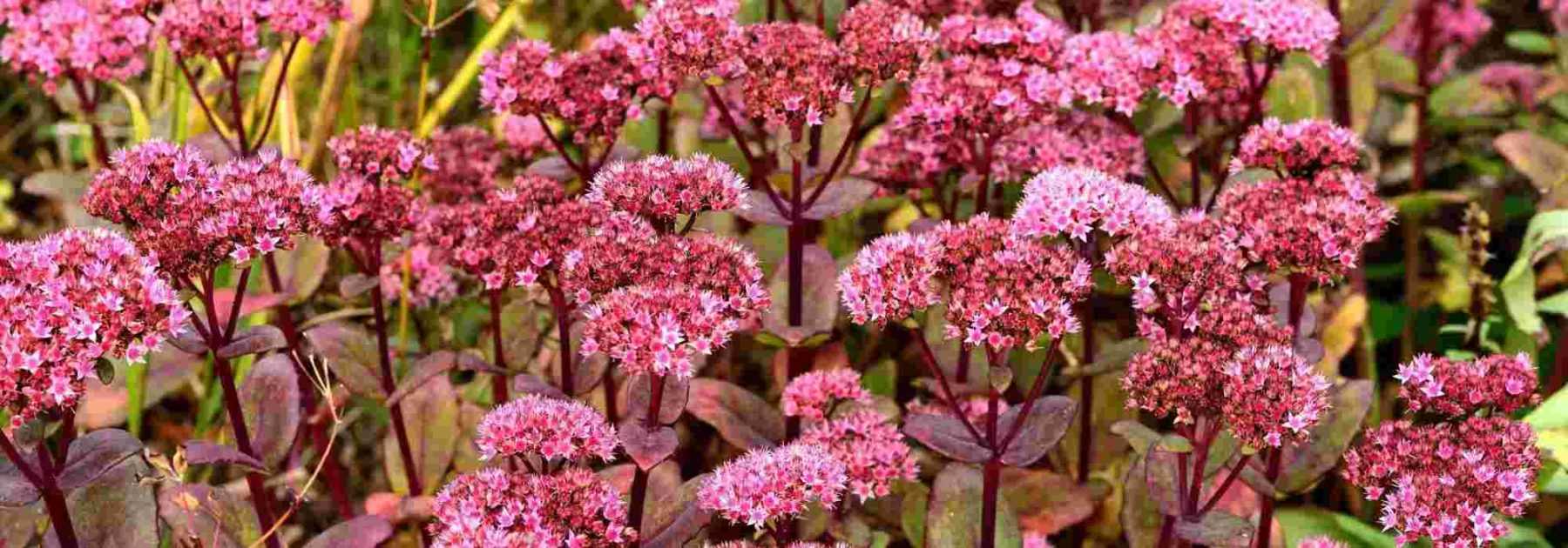 12 ultra-hardy plants for the garden