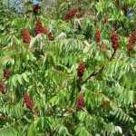 Sumac, vinegar tree: planting, cultivation and care