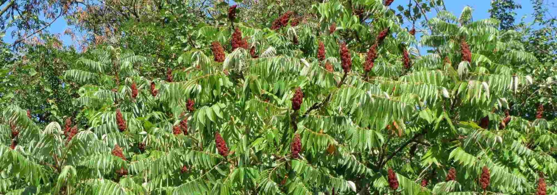 Sumac, vinegar tree: planting, cultivation and care