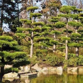 Cloud pruning or niwaki