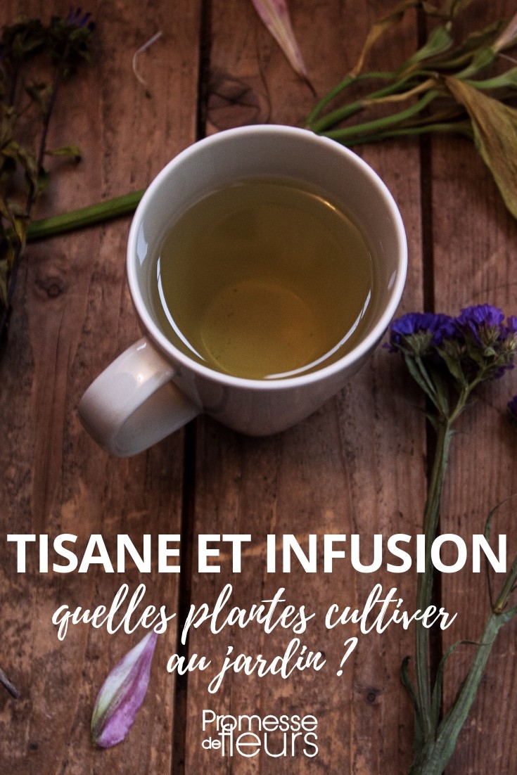 Herbal Teas and Infusions: Which Young Plants to Grow in Your Garden Herbal Tea and Infusion