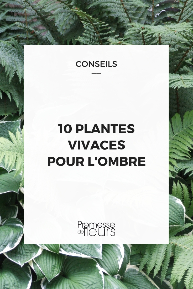 Shade Plants: 10 Essential Perennials