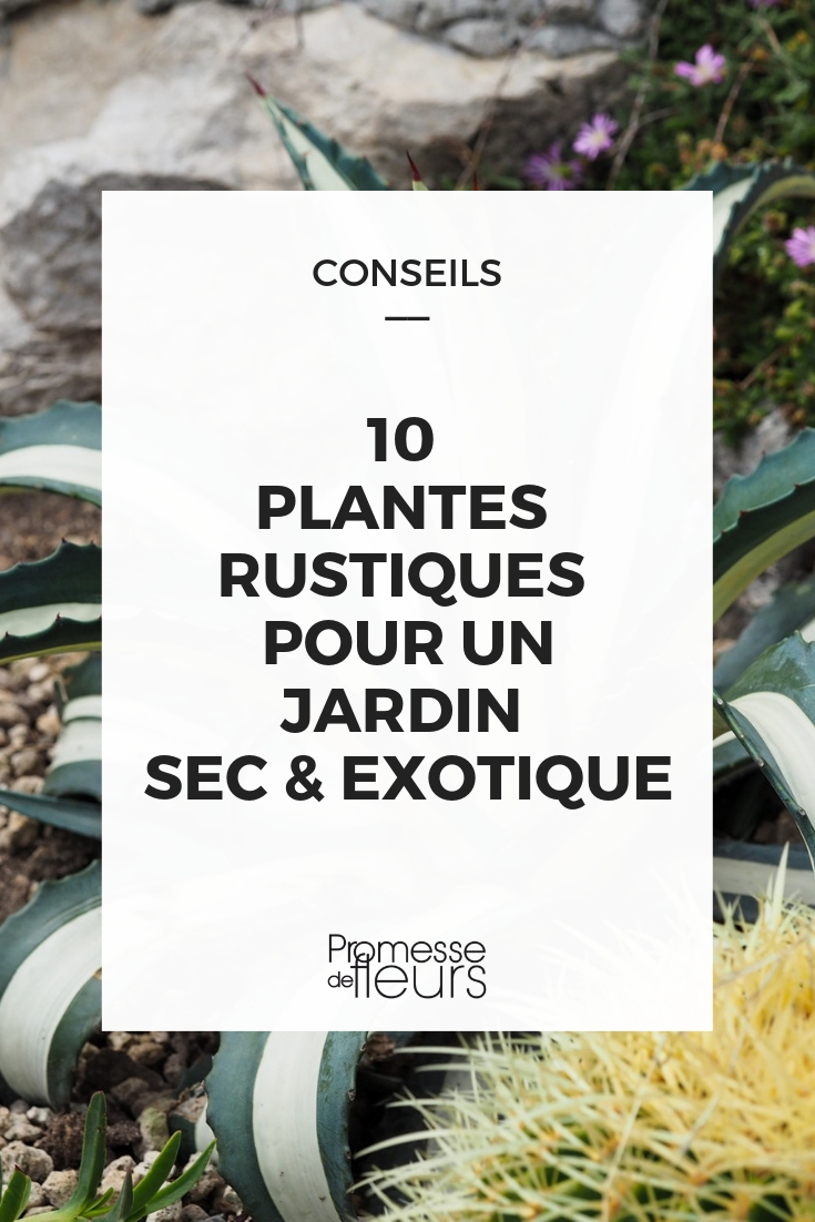 10 Hardy Plants for an Exotic Dry Garden exotic and hardy plant