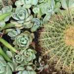10 hardy plants for an exotic dry garden