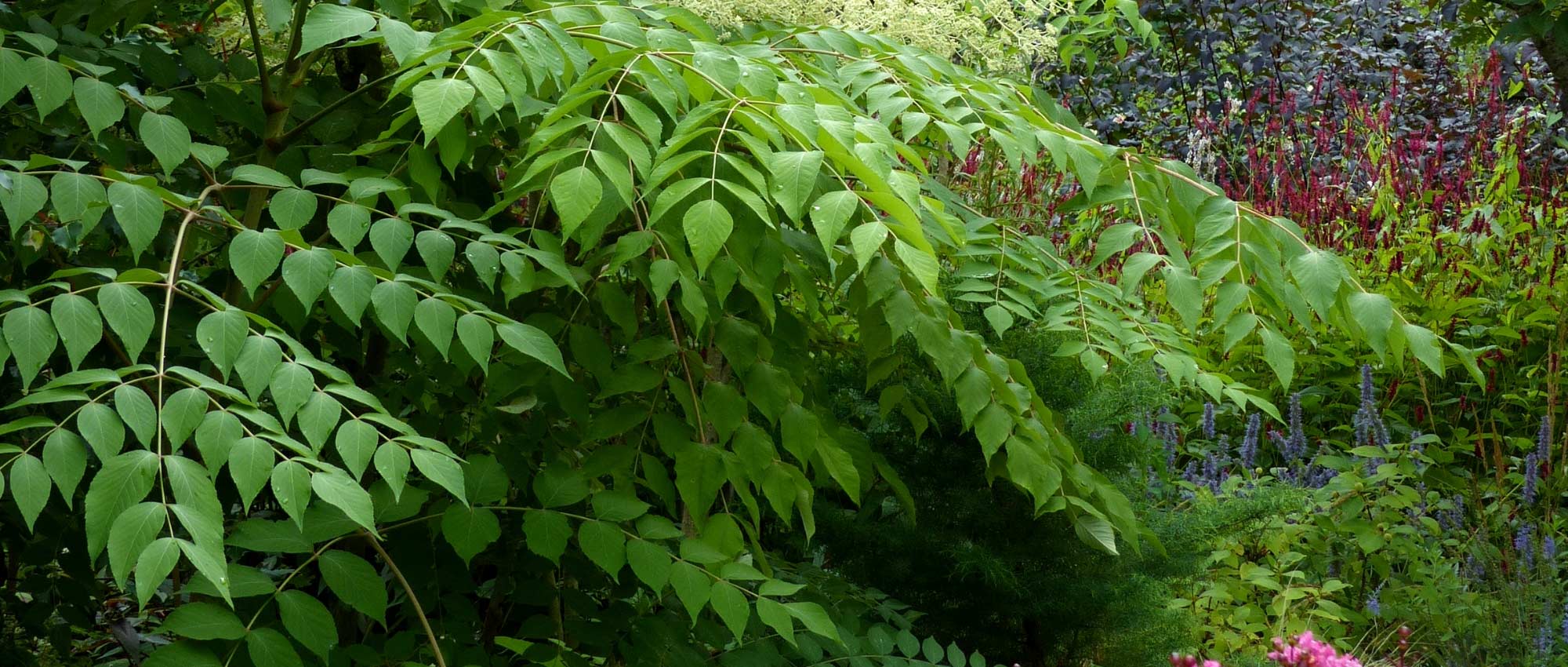 <i>Aralia</i>: planting, cultivation and care