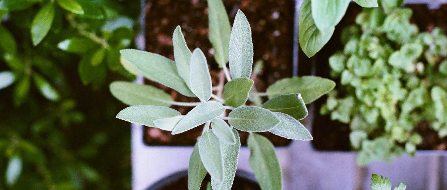 Propagation by cuttings: everything you need to know about different techniques and our advice