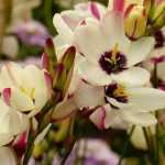 <em>Ixia</em>: planting, cultivation and care